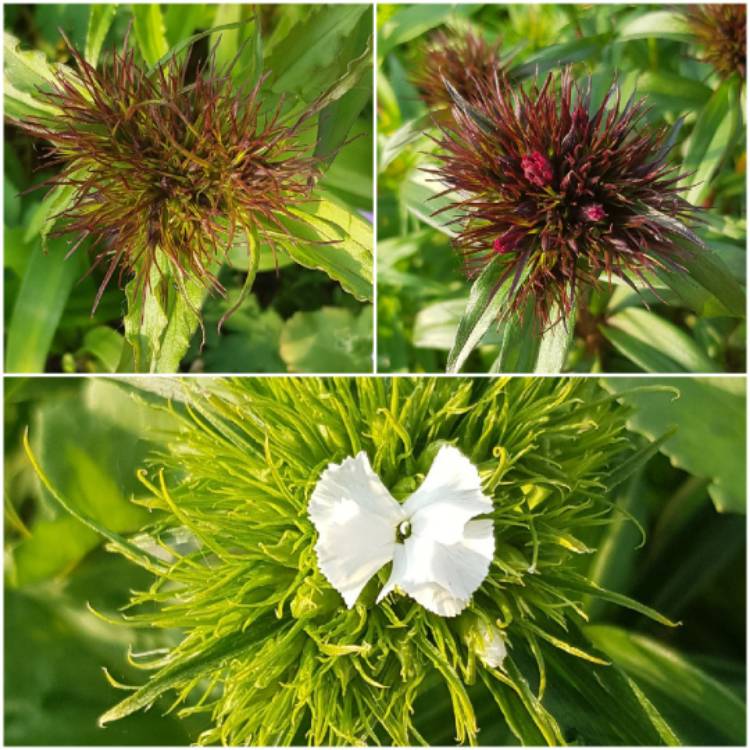 plant image 1277217 plant image 1277217