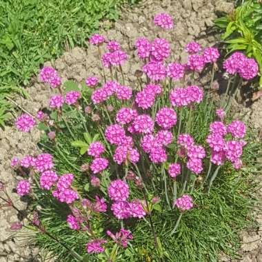 Armeria maritima