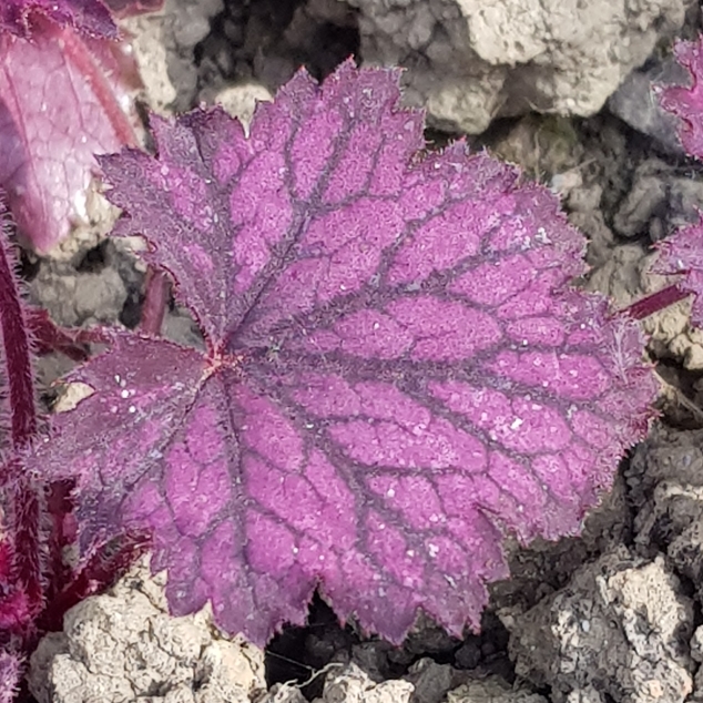 Plant image Heuchera 'Little Cuties Frost'