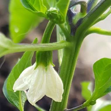 Capsicum annuum (Longum Group) 'Cayenne Long Red Slim'