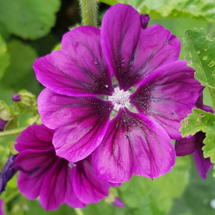 Plant image Malva Sylvestris 'Mystic Merlin'
