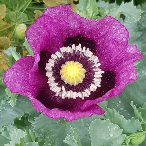 plant image 1326515 plant image 1326515