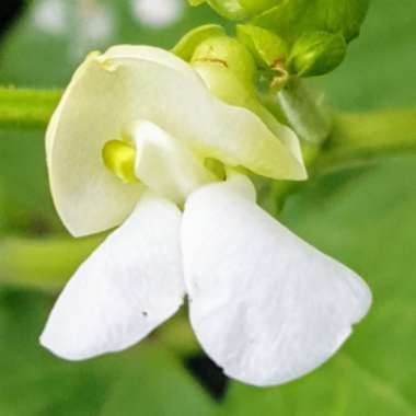 Phaseolus vulgaris 'Blue Lake'