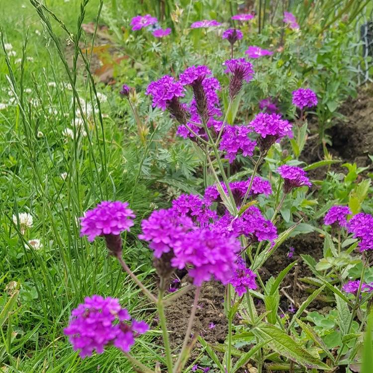 plant image 1336631 plant image 1336631