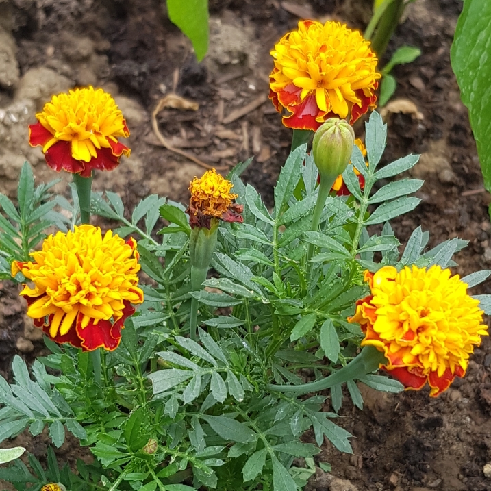 plant image 1336647