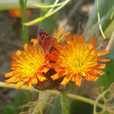 Pilosella aurantiaca