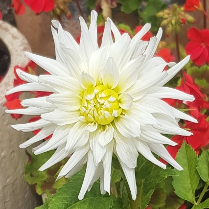 Plant image Dahlia 'My Love'