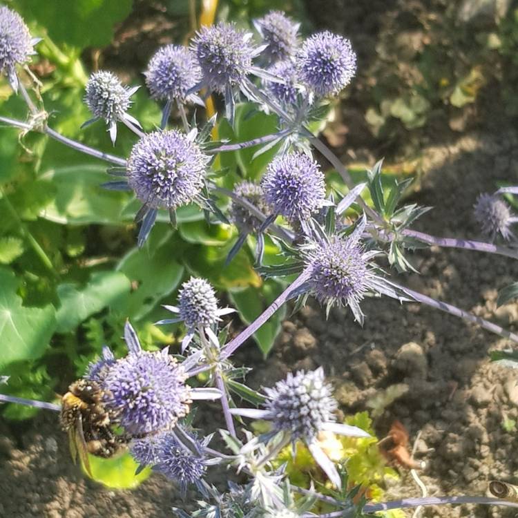 plant image 1372027