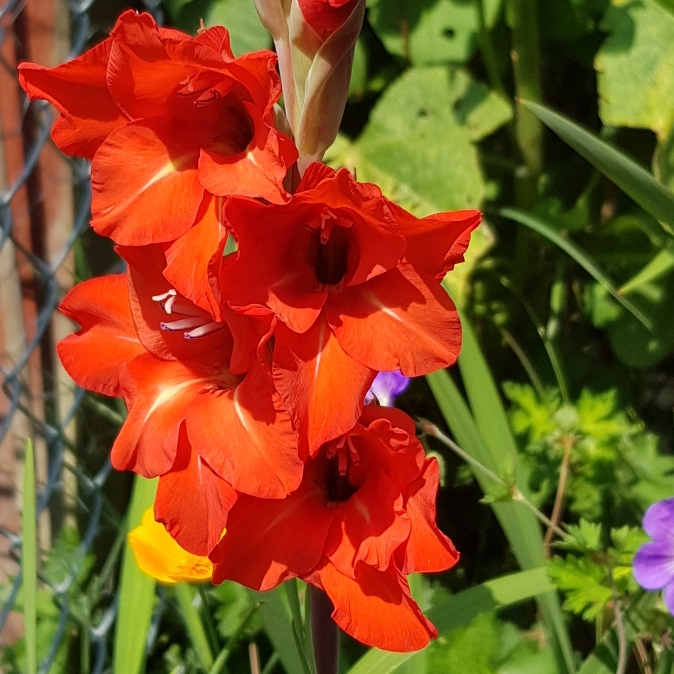 plant image 1374720 plant image 1374720