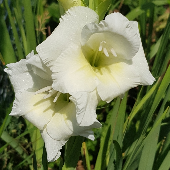plant image 1374721 plant image 1374721