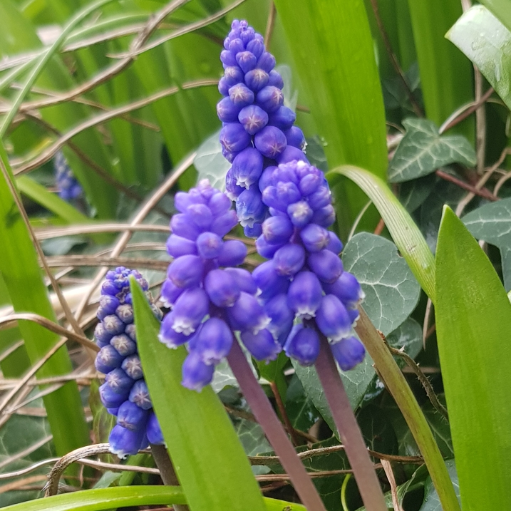 Plant image Muscari 'Joyce Spirit'