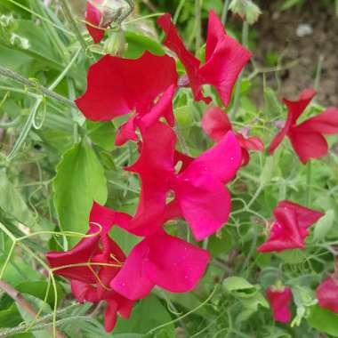 Lathyrus odoratus