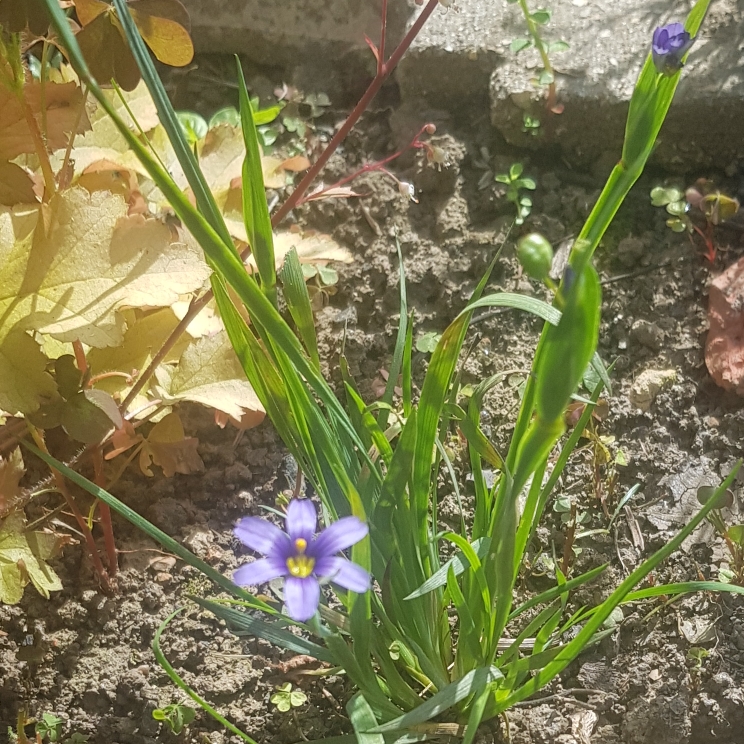 Plant image Sisyrinchium montanum