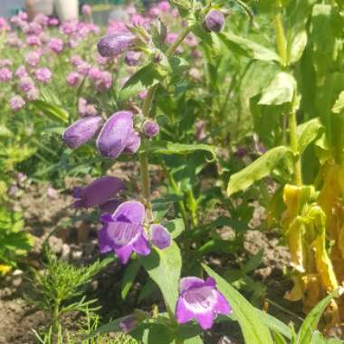 Penstemon Hartwegii Mixed Sensation
