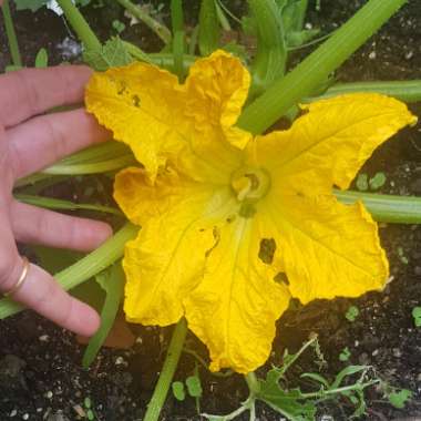 Cucurbita Pepo var. Cylindrica 'De Nice A Fruit Rond'