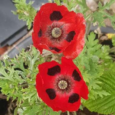 Papaver