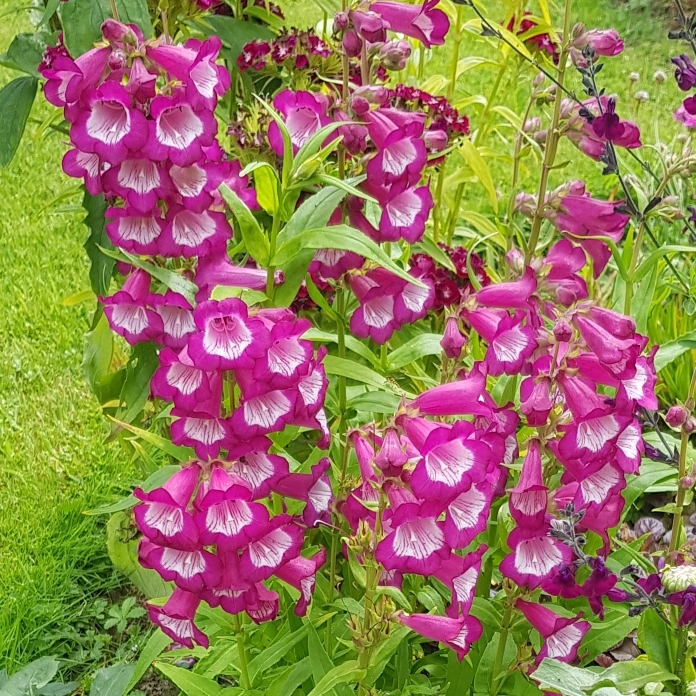 plant image 1507000 plant image 1507000