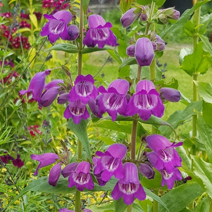 plant image 1507002 plant image 1507002