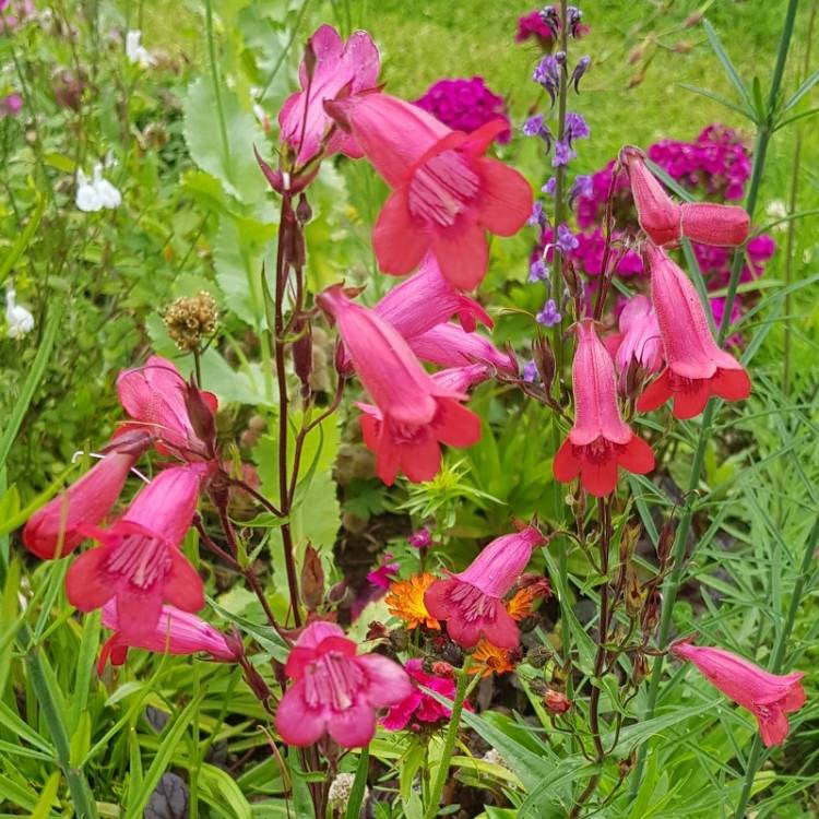 plant image 1507004 plant image 1507004