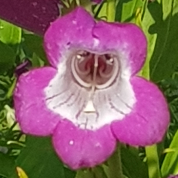plant image 1512558 plant image 1512558