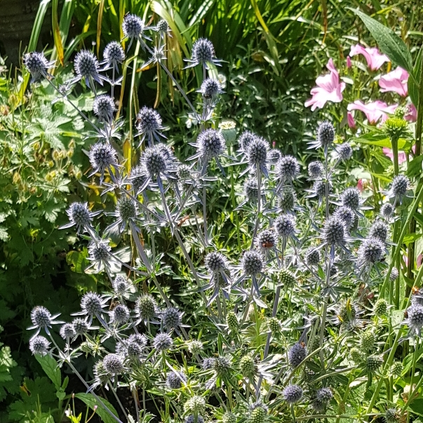 plant image 1514789