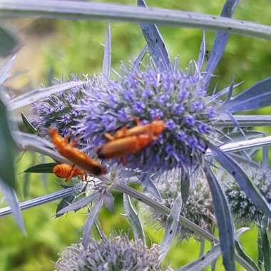 Eryngium