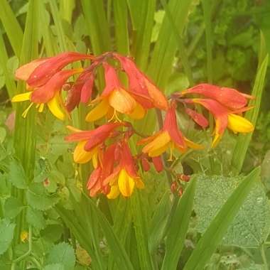 Crocosmia