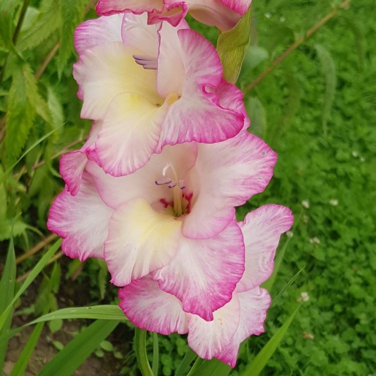plant image 1521703 plant image 1521703