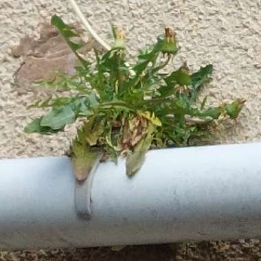 Taraxacum officinale