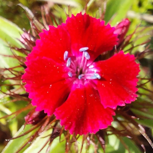 plant image 1583821 plant image 1583821