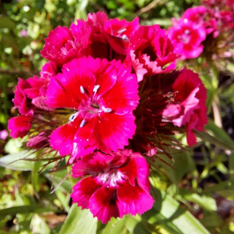 plant image 1583823 plant image 1583823