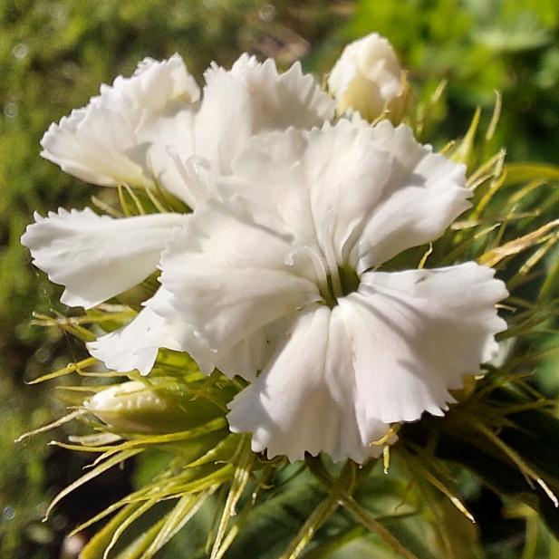 plant image 1583826 plant image 1583826