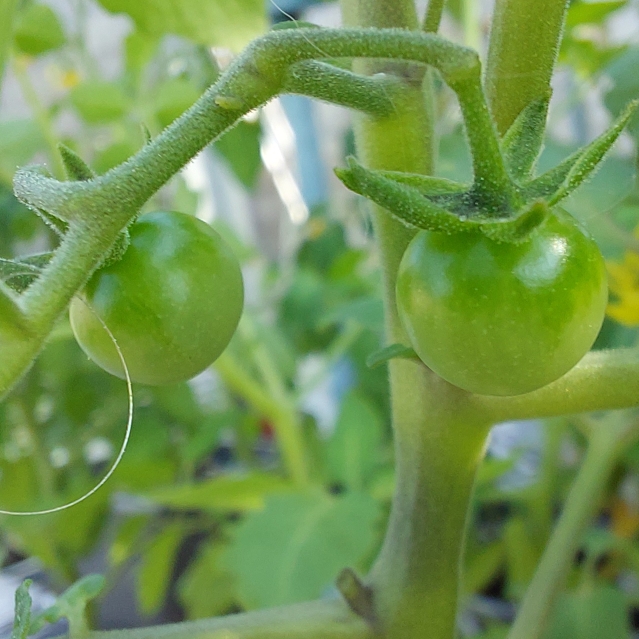 plant image 1585069
