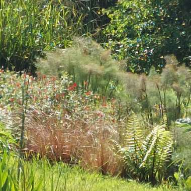 Eric 's garden