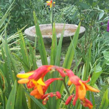 Crocosmia