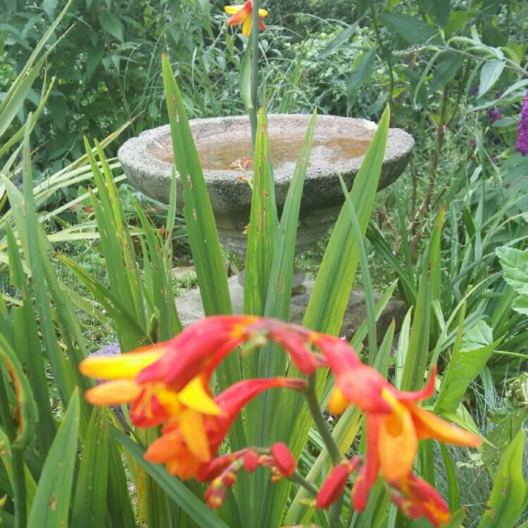 plant image 503750 plant image 503750