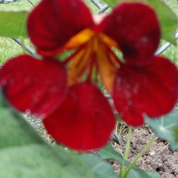 plant image 512306