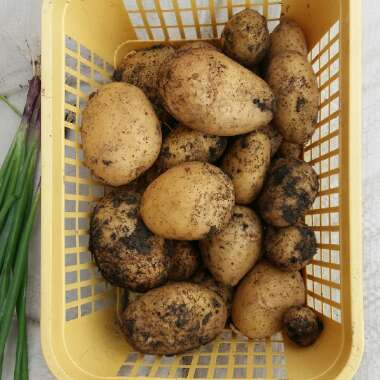 Solanum tuberosum 'Duke of York'