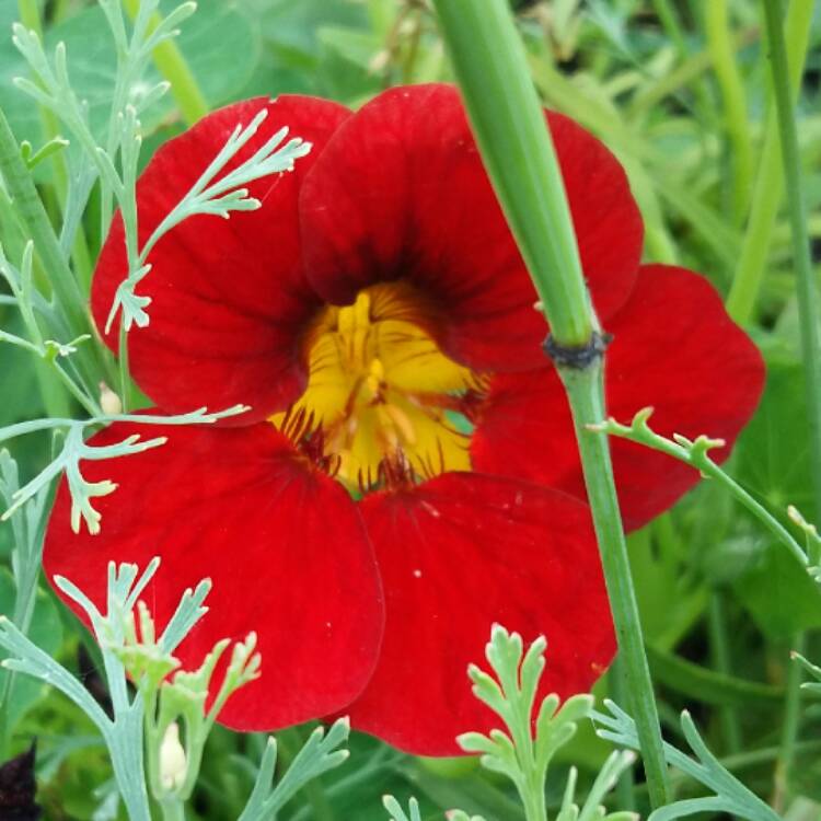 plant image 527421