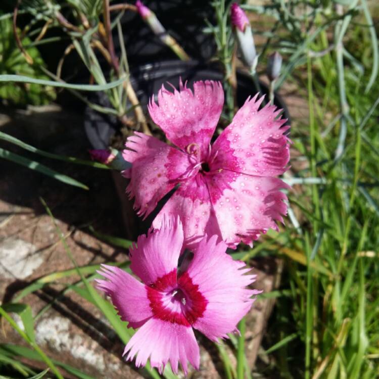 plant image 546741