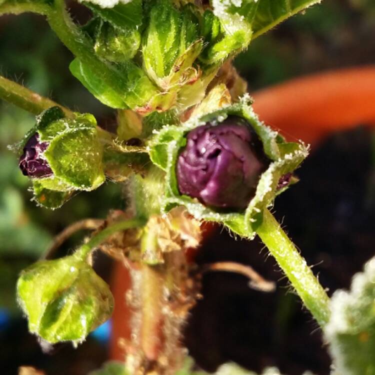 plant image 608431