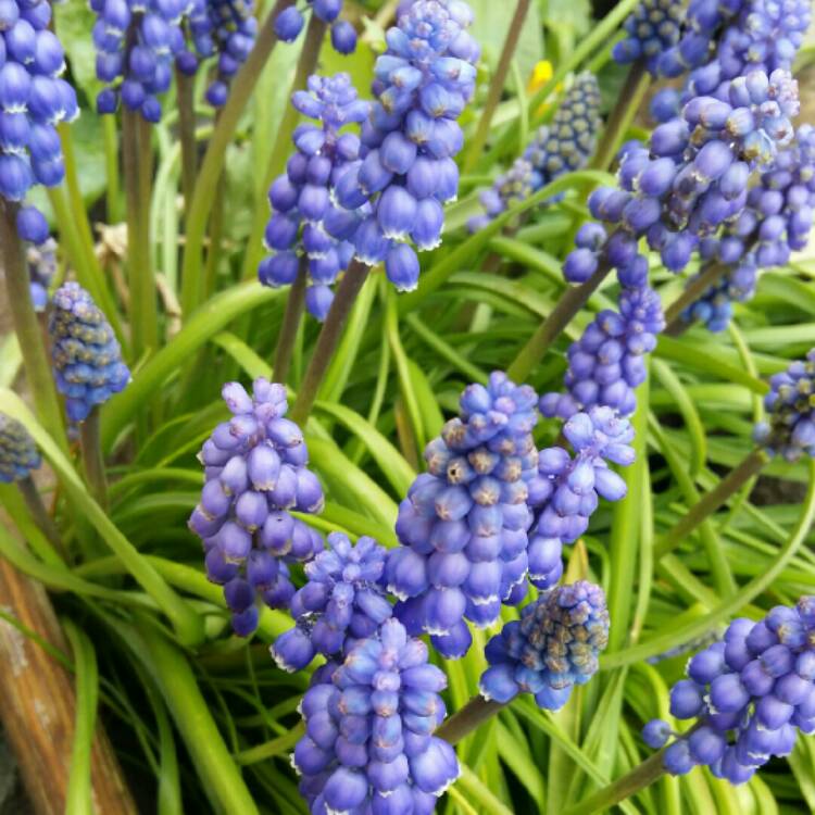 plant image 655747 plant image 655747