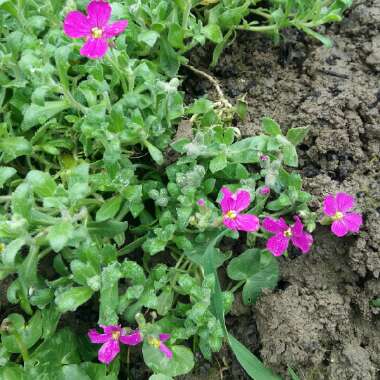 Aubrieta