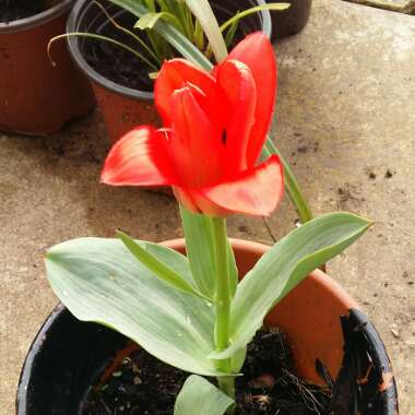 Tulipa 'Red Riding Hood'