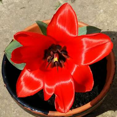 Tulipa 'Red Riding Hood'