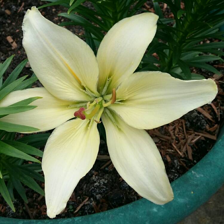plant image 746552 plant image 746552