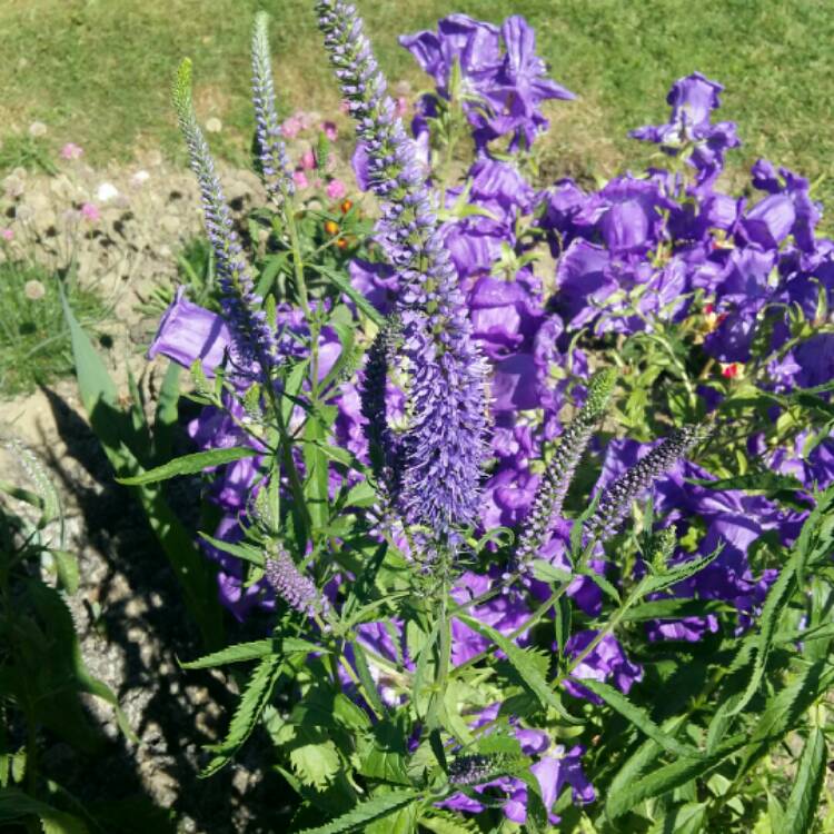 plant image 755451