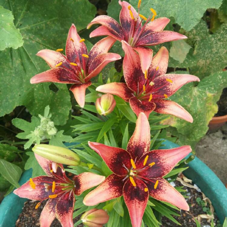 plant image 771424 plant image 771424