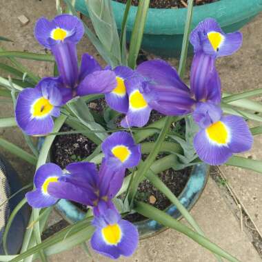 Iris x hollandica