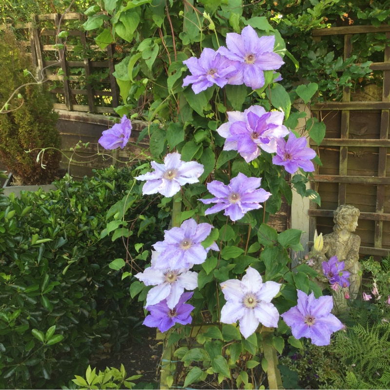 Plant image Clematis 'William Kennett'